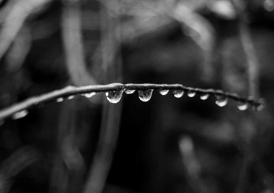 Raindrops about to freeze 2