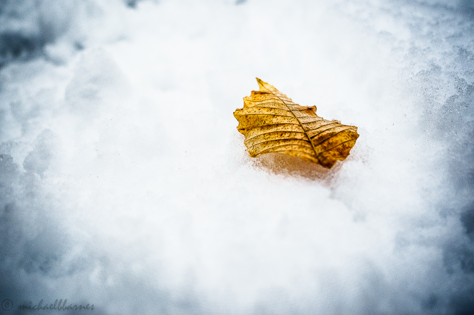 Leaf in the snow, of course..